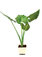 Giant Taro - XL