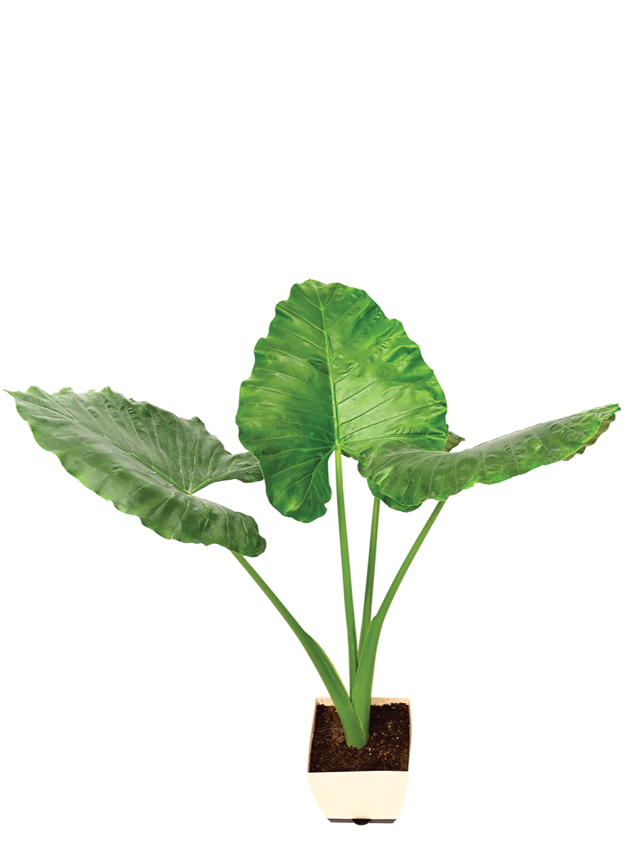 Giant Taro - XL