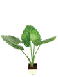 Giant Taro - XL