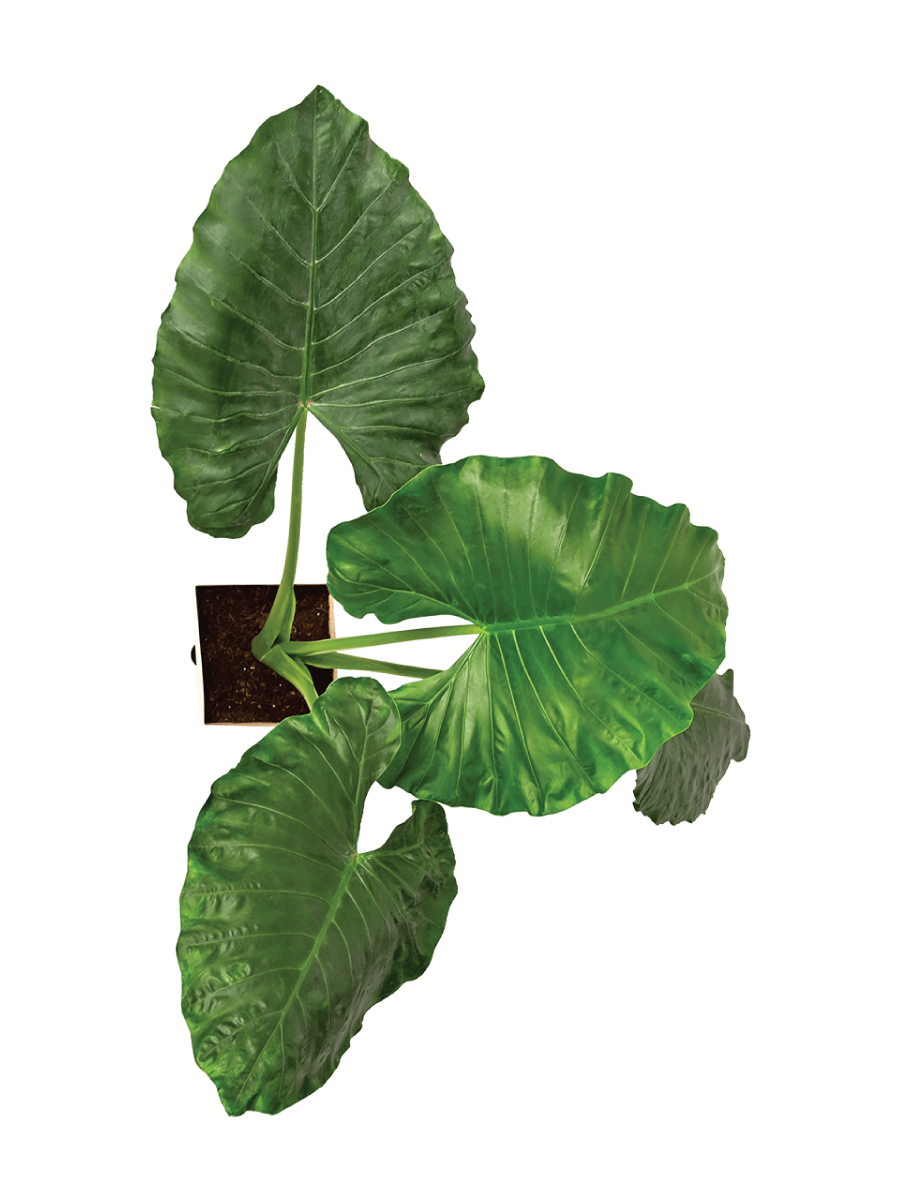 Giant Taro - XL