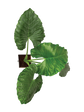 Giant Taro - XL