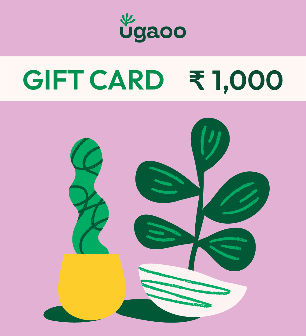 Buy Gift Card  Vouchers Online  Best Gift Cards at Highest  Best  Discounts with Extra Cashback in India  PaisaWapascom