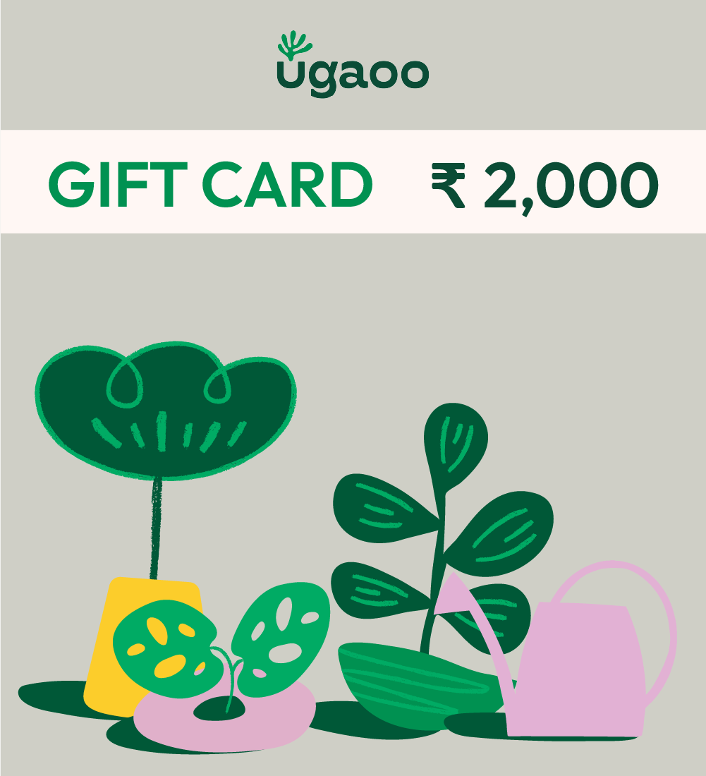 Buy Plant Gift Card Online, Plant Gifts