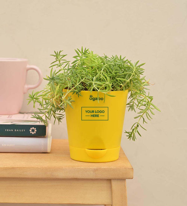 Golden Sedum Plant Gift Hamper