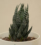 Haworthia Coarctata Plant Gift Hamper