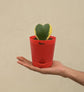 Heart Hoya Plant - Variegated