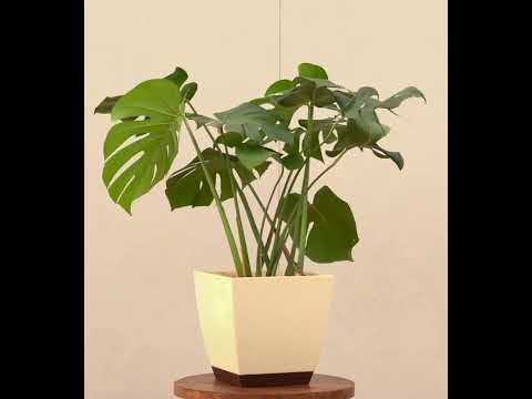 xl monstera plant Buy Large Monstera Deliciosa Plant