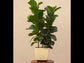 Ficus Lyrata Bambino -XL