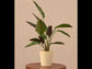 Calathea Pinstripe Plant