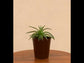 Aloe Vera Green Mini Plant