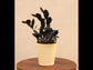 Zamia ZZ Black Plant