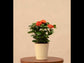 Ixora (Rugmini) Plant - Red