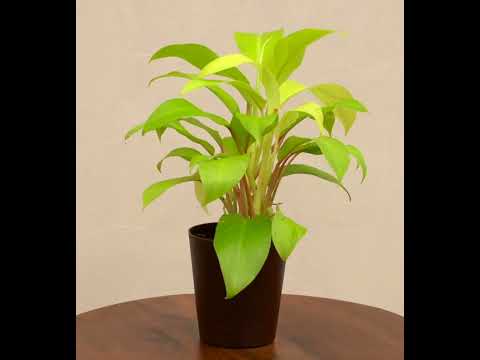 philodendron gold care Buy the top-rated Philodendron Ceylon Golden