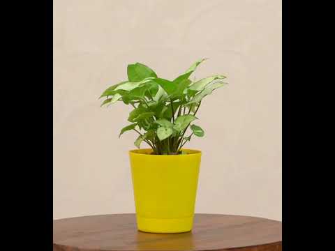 Syngonium Pixie Plant