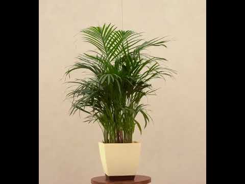 areca palm online bangalore Areca Palm XL