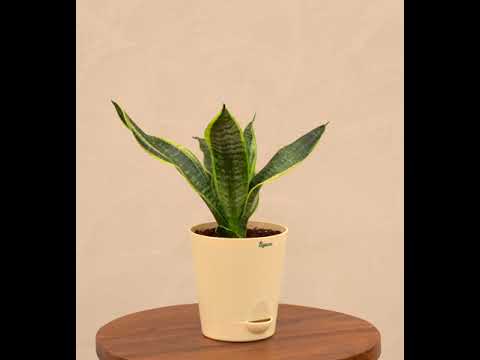 Snake Plant - Futura Superba