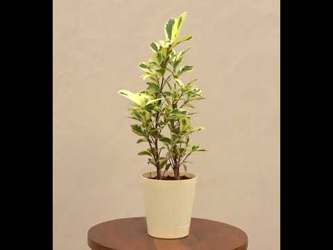 Ficus Prestige Plant
