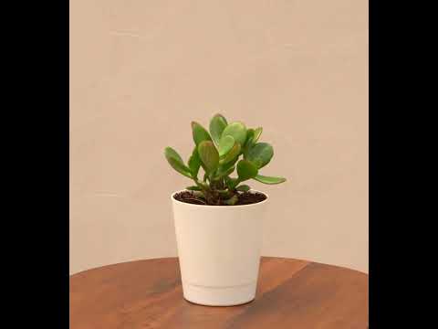 Crassula Ovata Plant