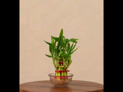 ugaoo lucky bamboo 2 layer feng shui plant Get 2 Layer Lucky Bamboo Plant