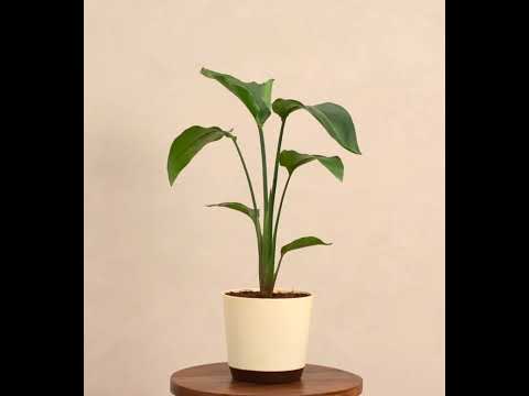 Bird of Paradise Plant