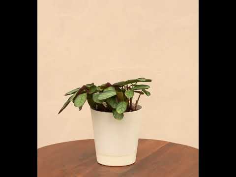 Calathea Prayer Plant