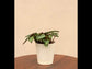 Calathea Prayer Plant