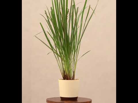 lemongrass plant indoors Lemon Grass – Ugaoo