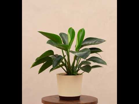 philodendron green congo mature Buy Premium Philodendron Congo