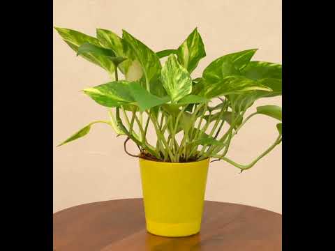 Money Plant Variegated