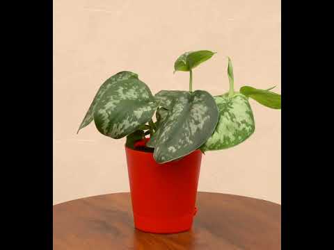 Money Plant Satin