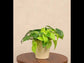 Philodendron Oxycardium Green and Golden Plant Bouquet