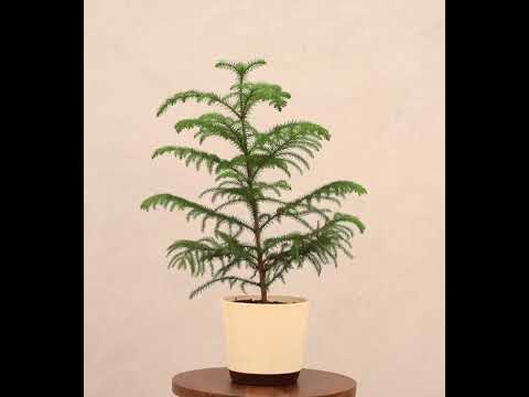 is christmas tree an indoor plant Buy Indian Christmas Tree