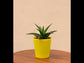 Aloe Vera Mini Plant