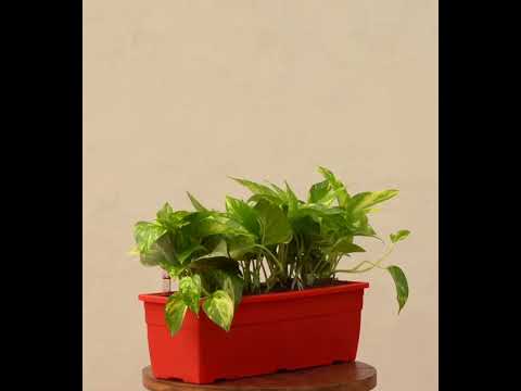 money plant variants Money Plant Variegated