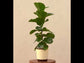 Fiddle Leaf Fig Plant - Bambino