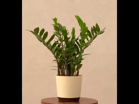 zz plant xxl Buy Large ZZ Plant | Low Maintenance & Perfect for Beginners