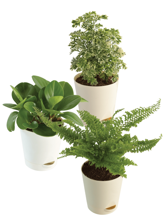 Indoor Plant Bundle: Fern Fluffy Ruffles, Peperomia Green, Aralia Variegated