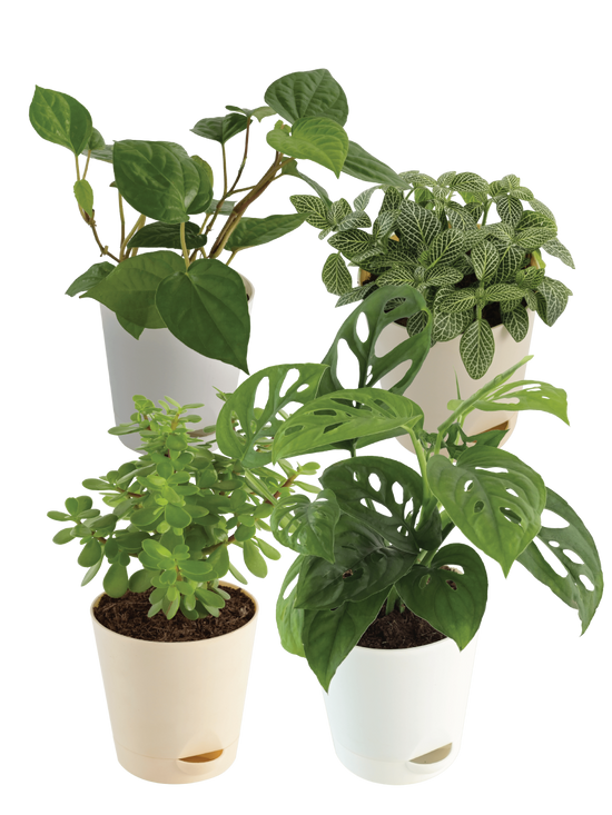 Indoor Plant Bundle: Fittonia, Crassula Mini, Philodendron Broken Heart, Betel Leaf