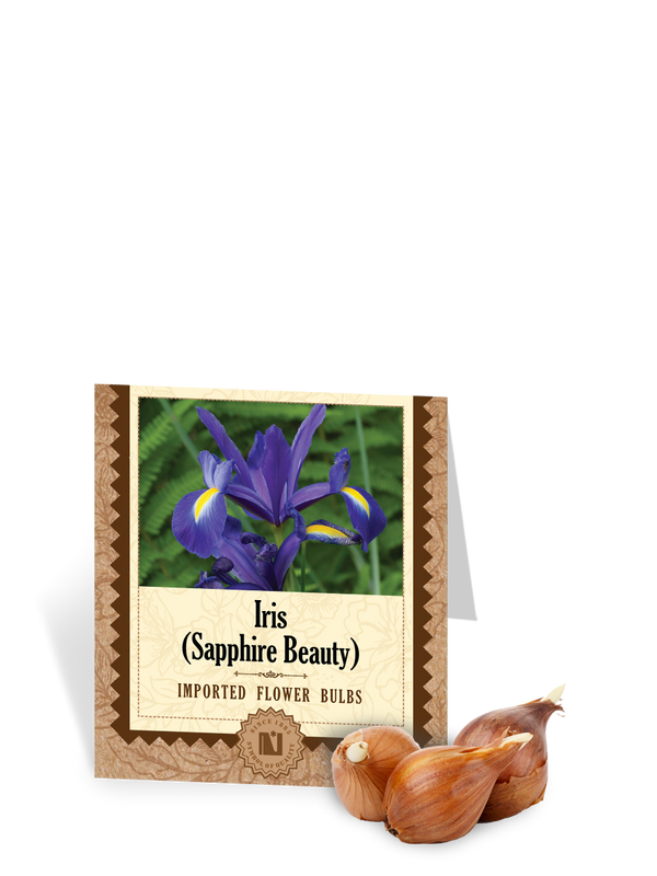 Iris Sapphire Beauty Bulbs