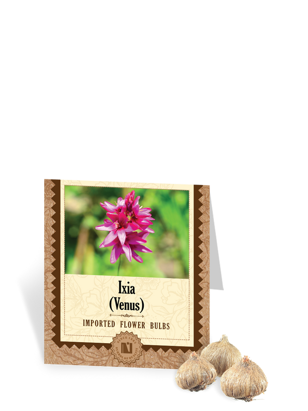 Ixia Venus Bulbs