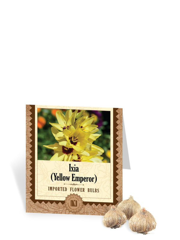 Ixia Yellow Emperor Bulbs