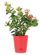 Ixora (Rugmini) Variegated Plant