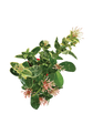 Ixora (Rugmini) Variegated Plant