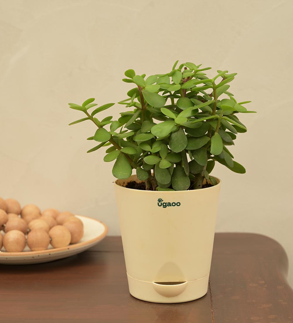 can we gift jade plant Jade Plant Mini