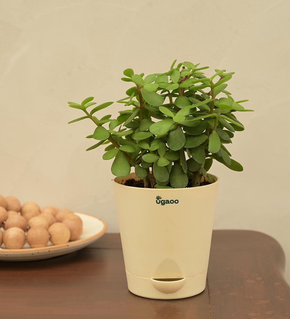 Jade Plant Mini - Small Gift Hamper