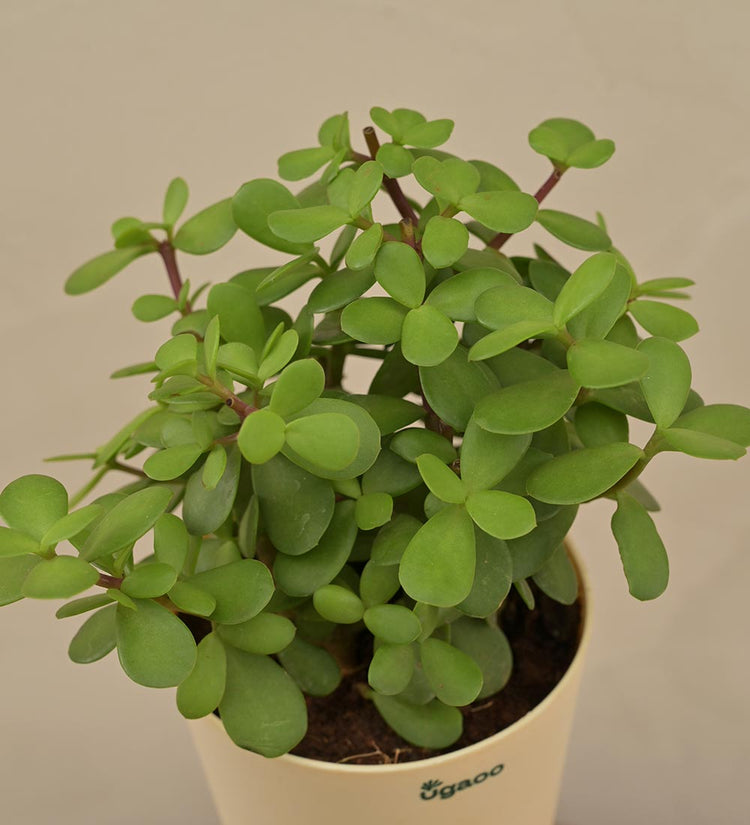 Jade Plant Mini - Small Gift Hamper