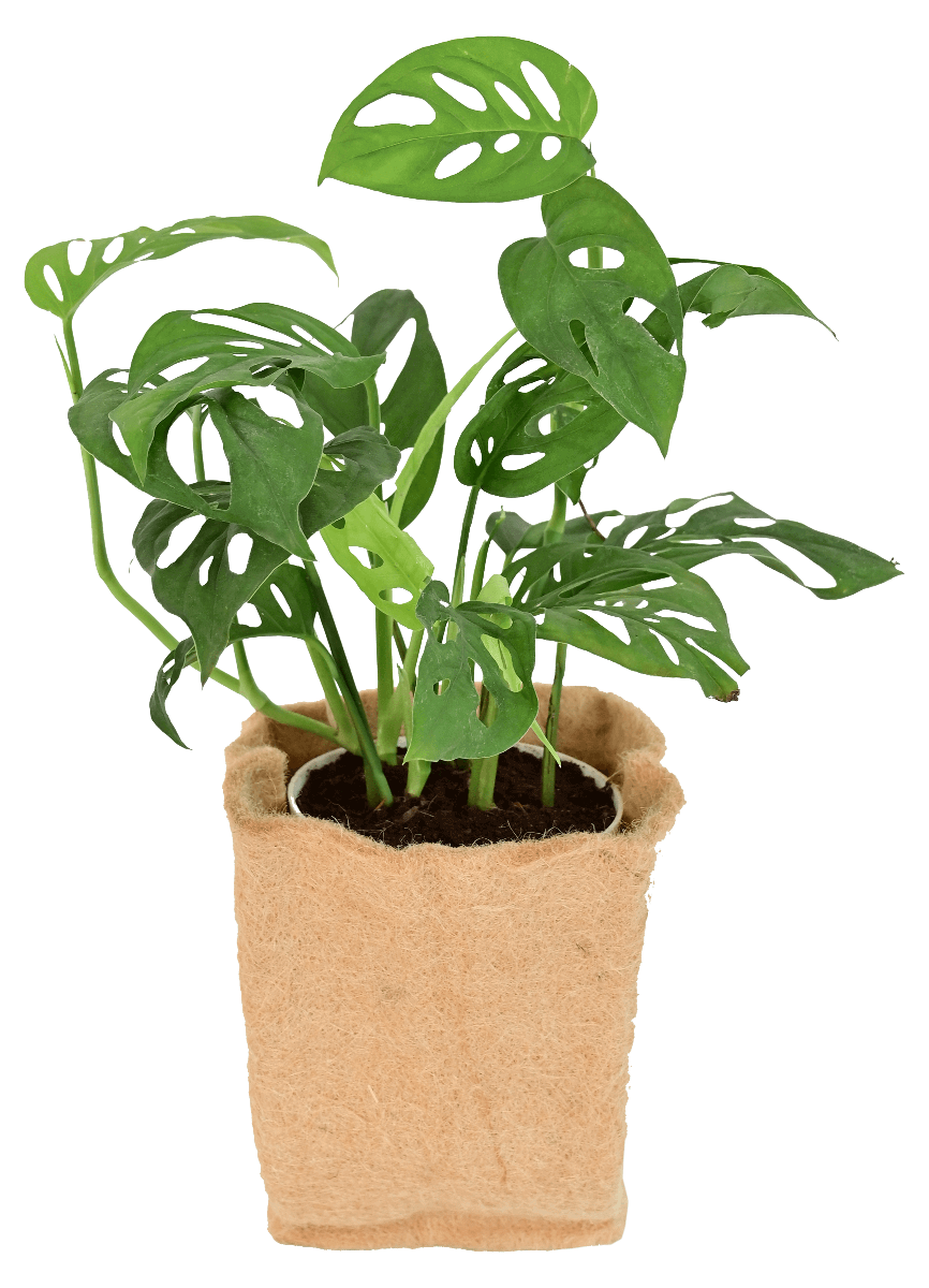 jute grow bags for plants Jute Grow Bag Set of 5