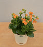 Kalanchoe Plant - Orange Gift Hamper