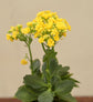 Kalanchoe Plant - Yellow Gift Hamper