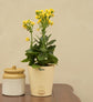 Kalanchoe Plant - Yellow Gift Hamper